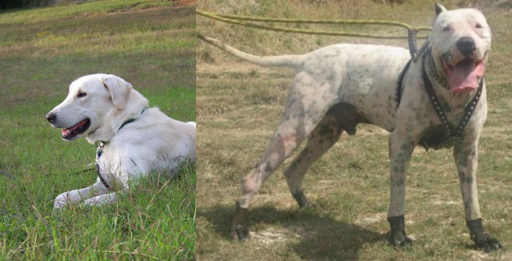 Gull Dong vs Akbash Dog - Breed Comparison
