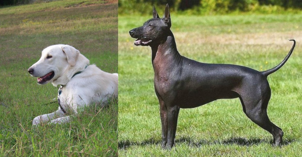 Hairless Khala vs Akbash Dog - Breed Comparison