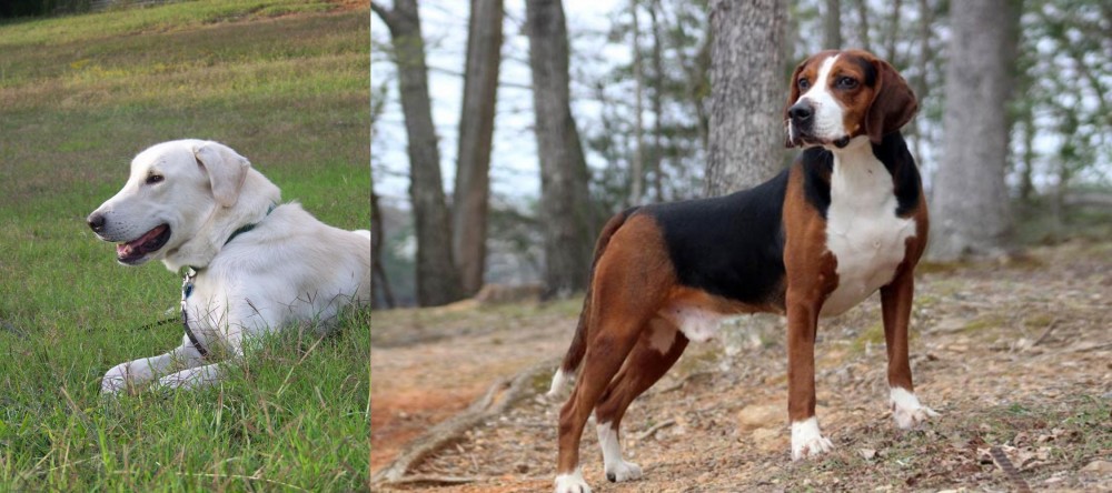 Hamiltonstovare vs Akbash Dog - Breed Comparison
