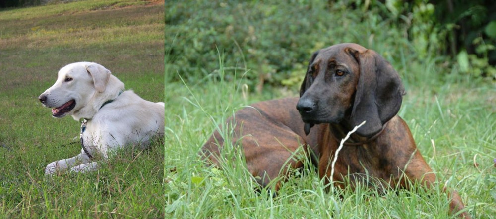 Hanover Hound vs Akbash Dog - Breed Comparison