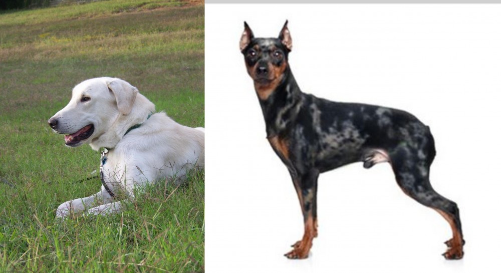 Harlequin Pinscher vs Akbash Dog - Breed Comparison