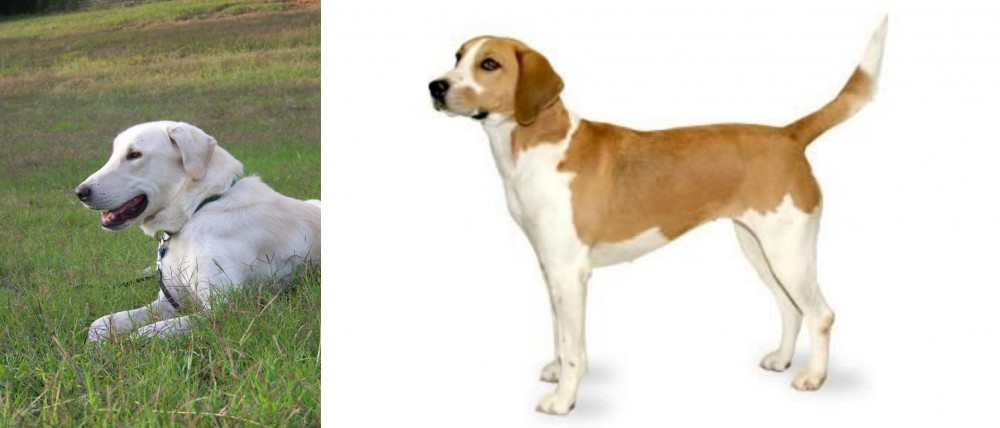 Harrier vs Akbash Dog - Breed Comparison