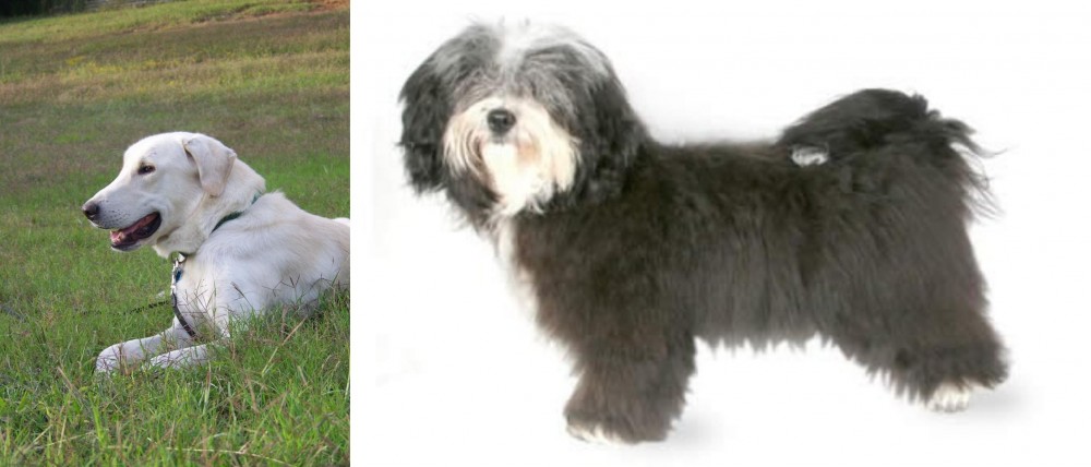 Havanese vs Akbash Dog - Breed Comparison