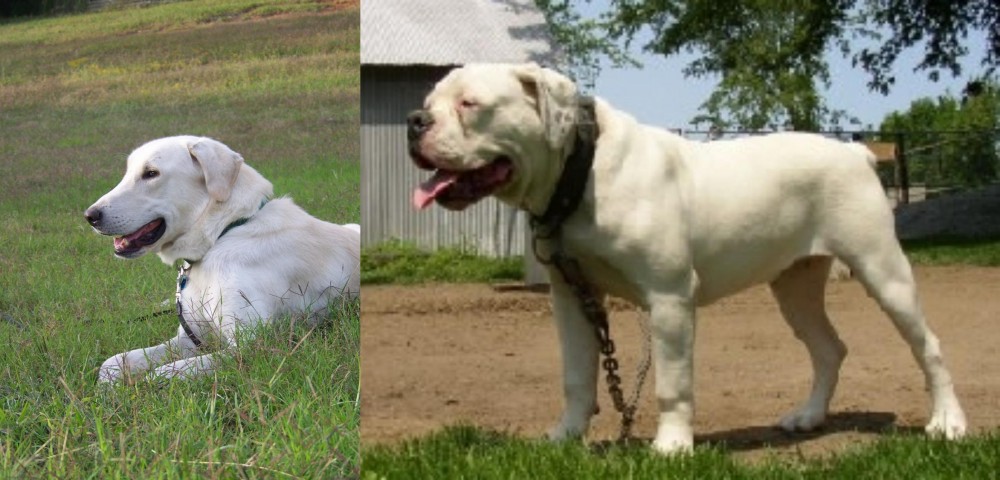 Hermes Bulldogge vs Akbash Dog - Breed Comparison