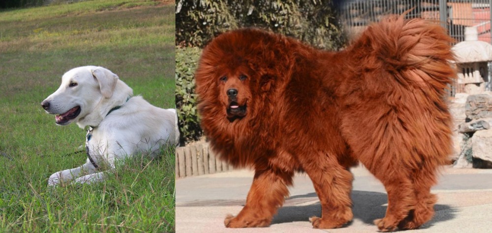 Himalayan Mastiff vs Akbash Dog - Breed Comparison