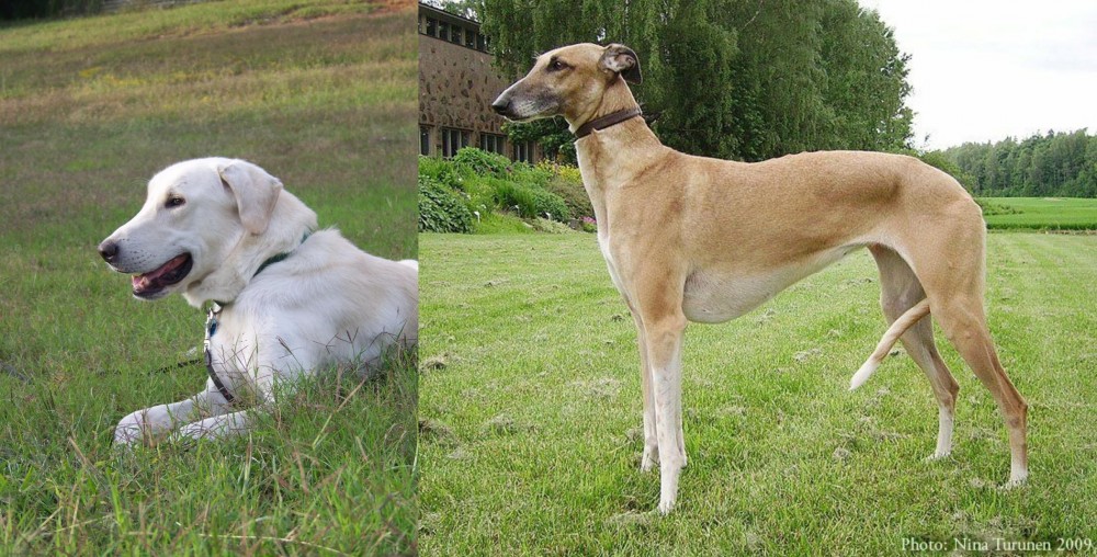 Hortaya Borzaya vs Akbash Dog - Breed Comparison