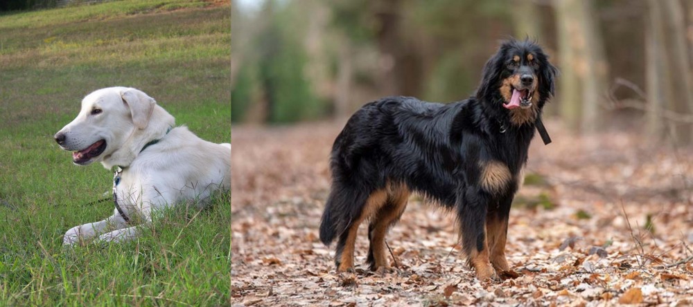 Hovawart vs Akbash Dog - Breed Comparison