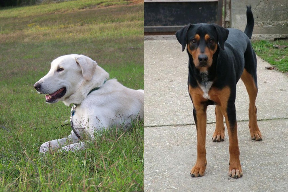 Hungarian Hound vs Akbash Dog - Breed Comparison