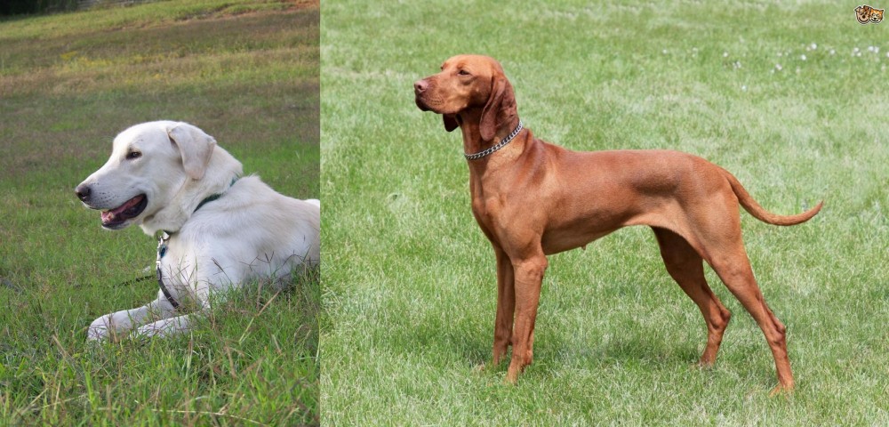 Hungarian Vizsla vs Akbash Dog - Breed Comparison
