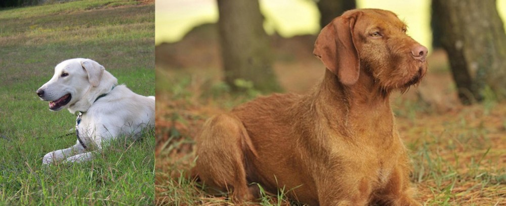 Hungarian Wirehaired Vizsla vs Akbash Dog - Breed Comparison