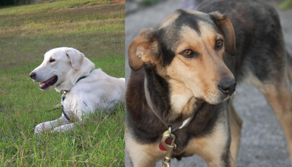 Huntaway vs Akbash Dog - Breed Comparison