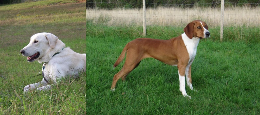 Hygenhund vs Akbash Dog - Breed Comparison