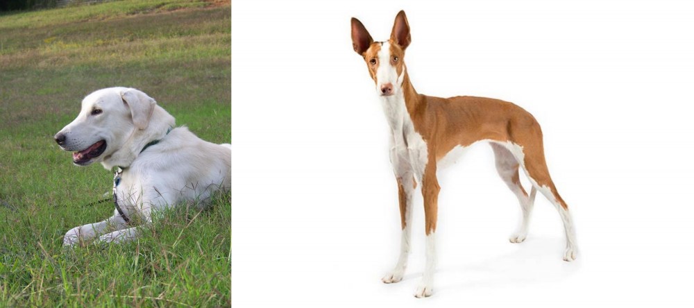 Ibizan Hound vs Akbash Dog - Breed Comparison