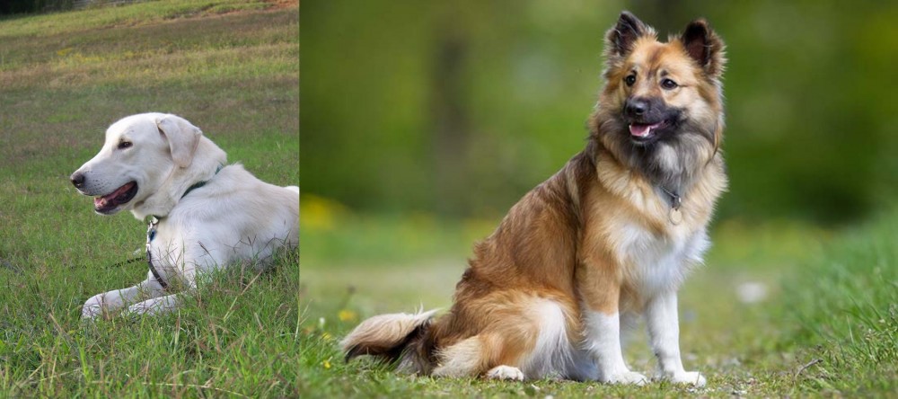 Icelandic Sheepdog vs Akbash Dog - Breed Comparison