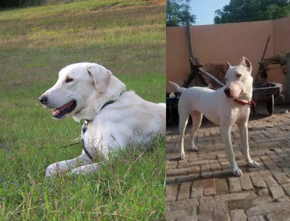 Indian Bull Terrier vs Akbash Dog - Breed Comparison