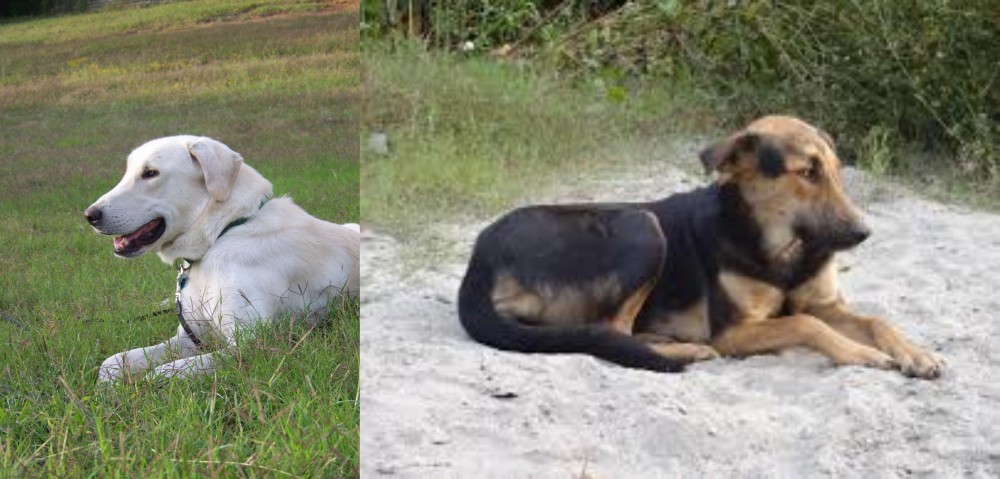 Indian Pariah Dog vs Akbash Dog - Breed Comparison