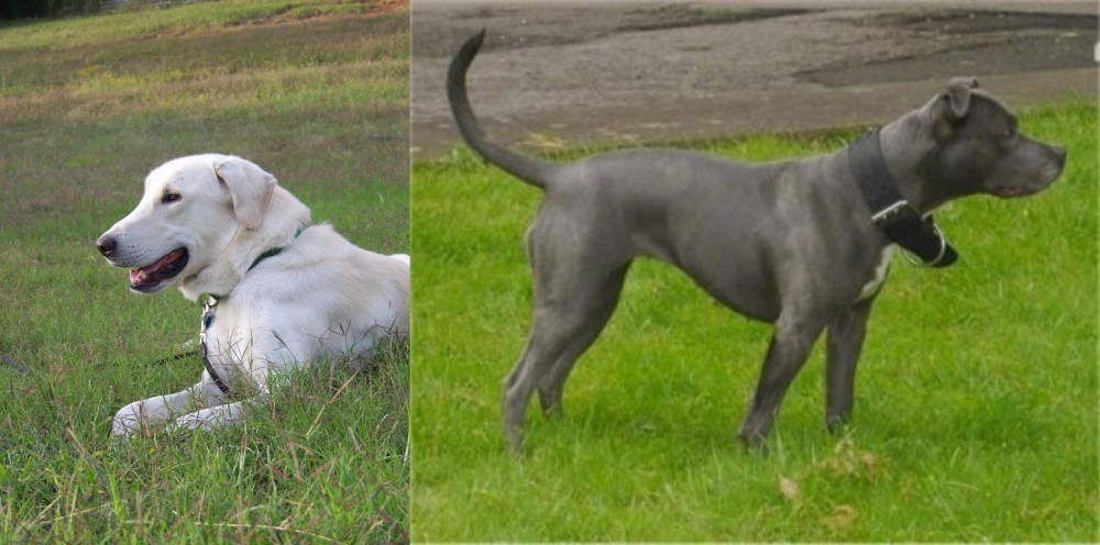 Irish Bull Terrier vs Akbash Dog - Breed Comparison