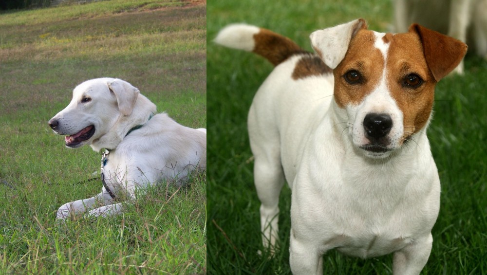 Irish Jack Russell vs Akbash Dog - Breed Comparison