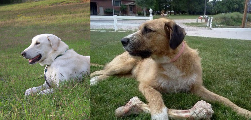 Irish Mastiff Hound vs Akbash Dog - Breed Comparison