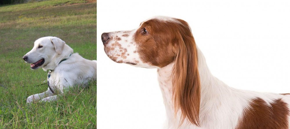 Irish Red and White Setter vs Akbash Dog - Breed Comparison