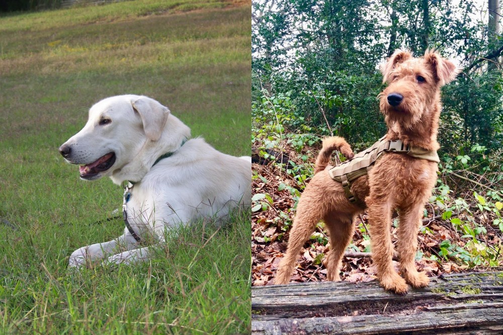 Irish Terrier vs Akbash Dog - Breed Comparison