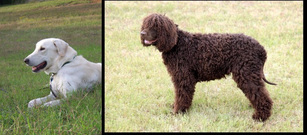 Irish Water Spaniel vs Akbash Dog - Breed Comparison
