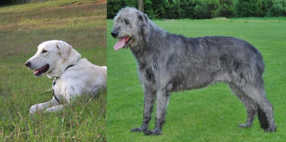 Irish Wolfhound vs Akbash Dog - Breed Comparison