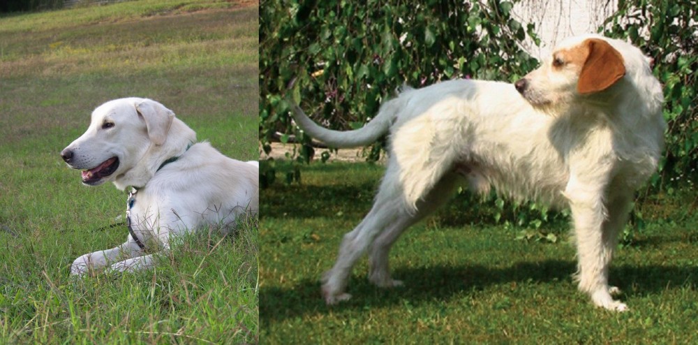 Istarski Ostrodlaki Gonic vs Akbash Dog - Breed Comparison