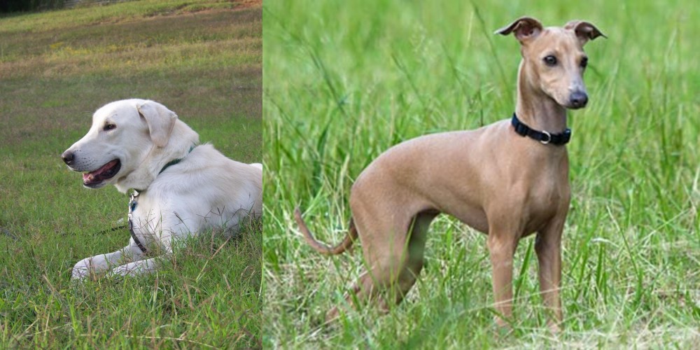 Italian Greyhound vs Akbash Dog - Breed Comparison