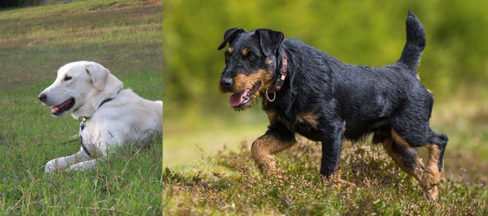 Jagdterrier vs Akbash Dog - Breed Comparison