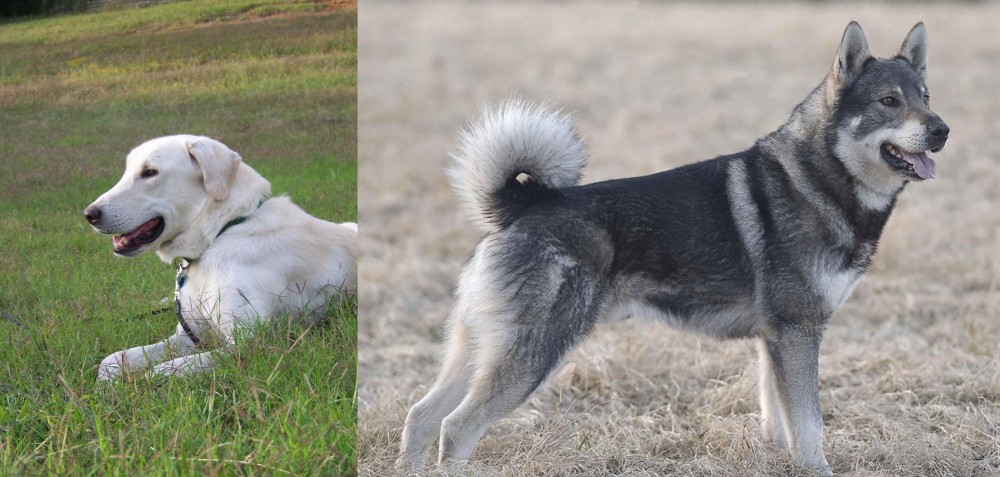 Jamthund vs Akbash Dog - Breed Comparison
