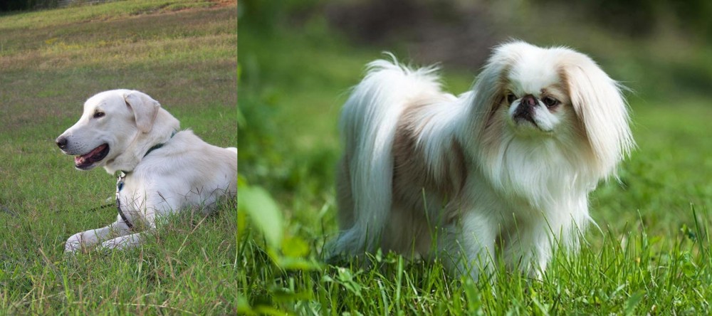 Japanese Chin vs Akbash Dog - Breed Comparison