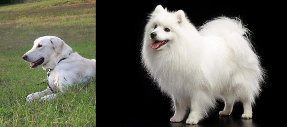 Japanese Spitz vs Akbash Dog - Breed Comparison