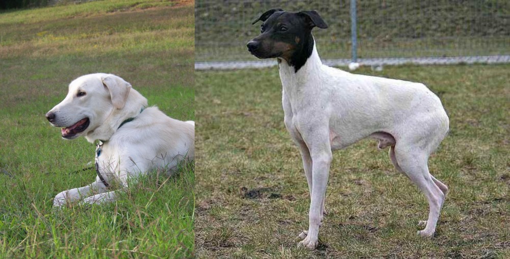 Japanese Terrier vs Akbash Dog - Breed Comparison