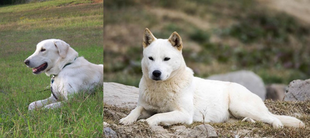 Jindo vs Akbash Dog - Breed Comparison