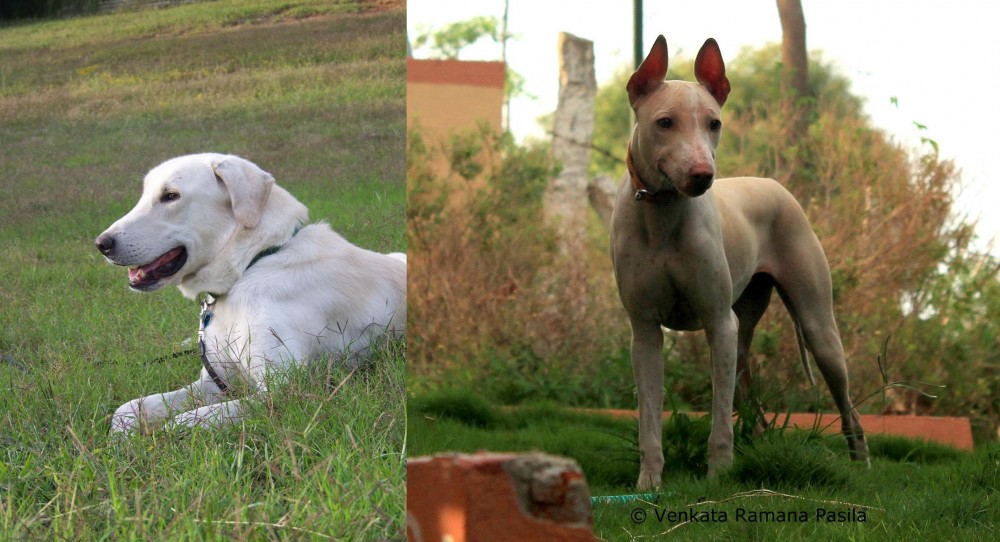 Jonangi vs Akbash Dog - Breed Comparison