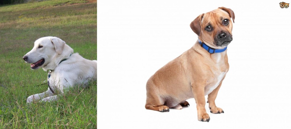 Jug vs Akbash Dog - Breed Comparison