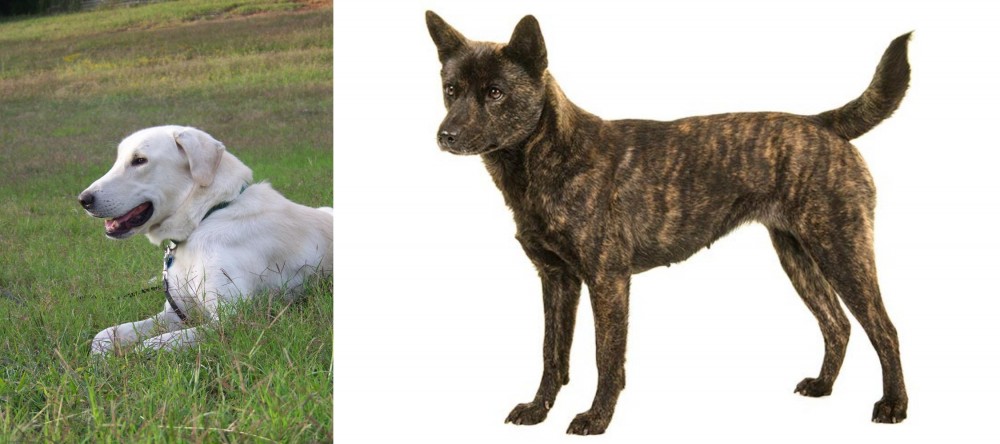 Kai Ken vs Akbash Dog - Breed Comparison