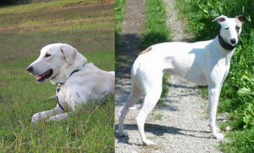 Kaikadi vs Akbash Dog - Breed Comparison