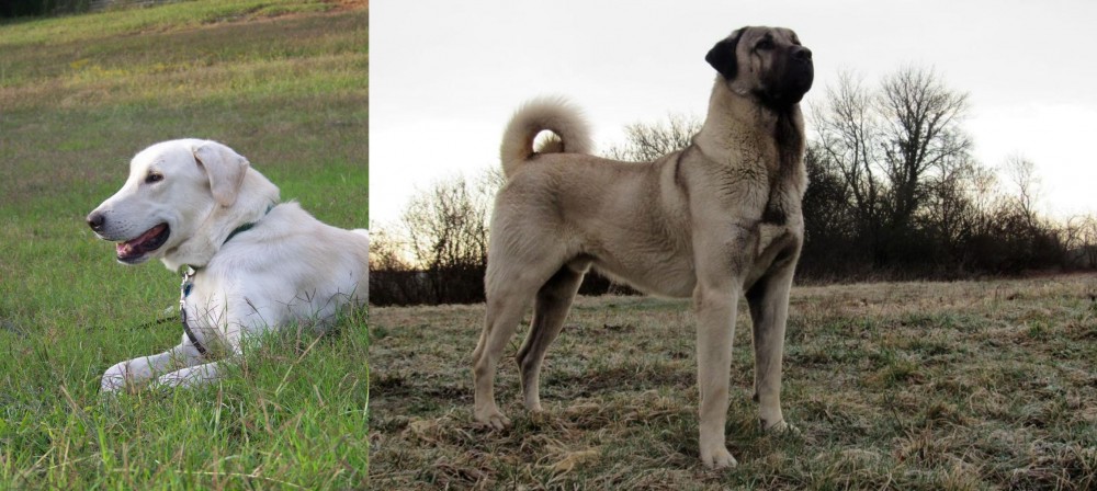 Kangal Dog vs Akbash Dog - Breed Comparison