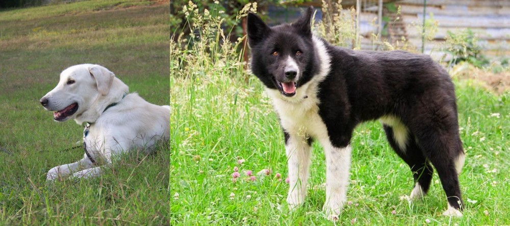 Karelian Bear Dog vs Akbash Dog - Breed Comparison