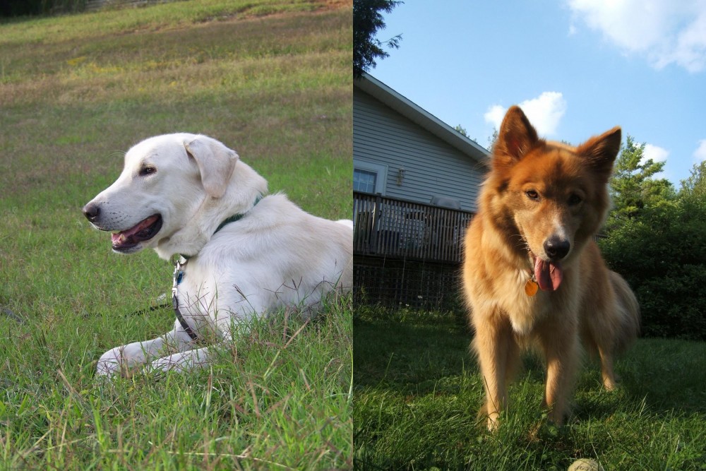 Karelo-Finnish Laika vs Akbash Dog - Breed Comparison