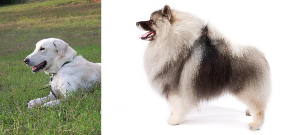 Keeshond vs Akbash Dog - Breed Comparison