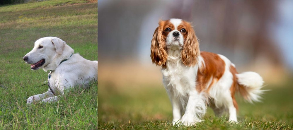 King Charles Spaniel vs Akbash Dog - Breed Comparison