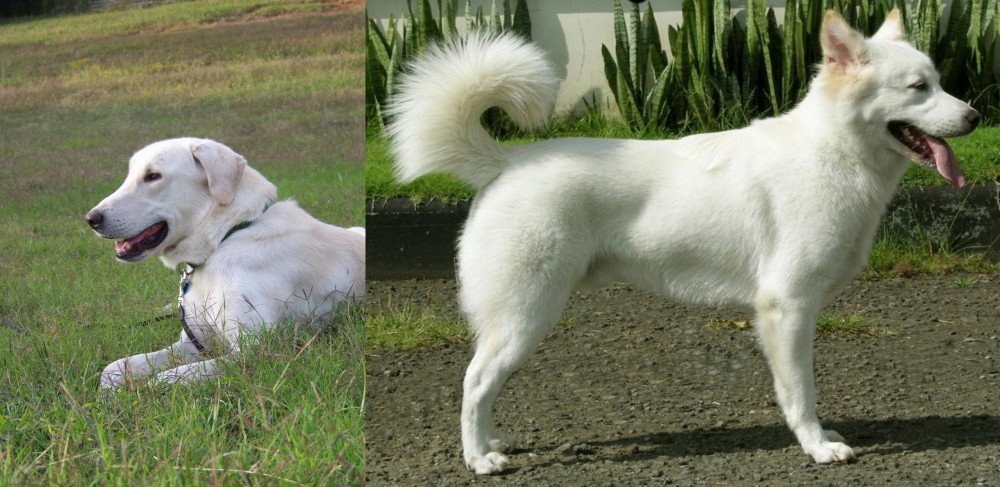 Kintamani vs Akbash Dog - Breed Comparison