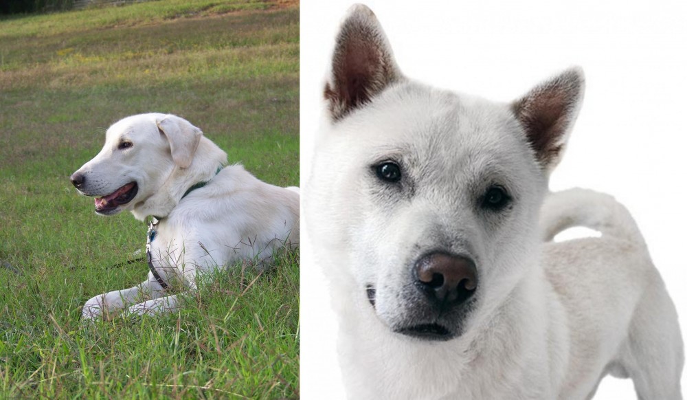 Kishu vs Akbash Dog - Breed Comparison