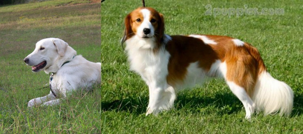 Kooikerhondje vs Akbash Dog - Breed Comparison