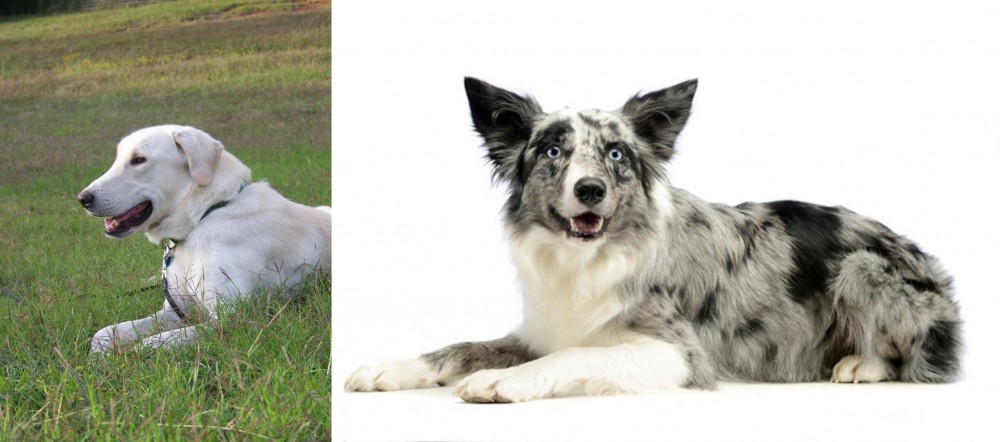 Koolie vs Akbash Dog - Breed Comparison