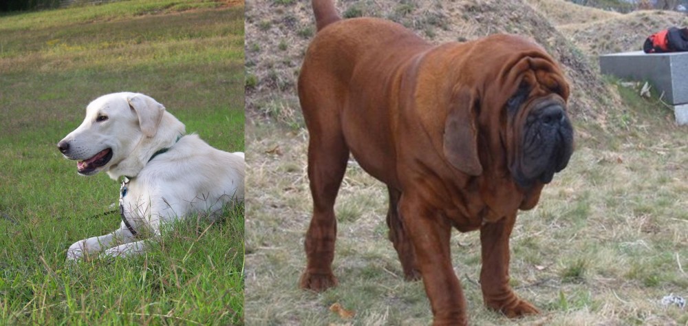 Korean Mastiff vs Akbash Dog - Breed Comparison