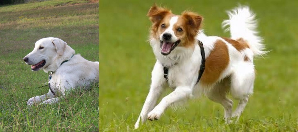 Kromfohrlander vs Akbash Dog - Breed Comparison